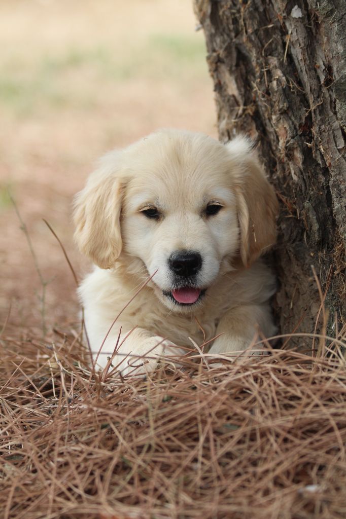 De La Combe Grande - Chiots disponibles - Golden Retriever