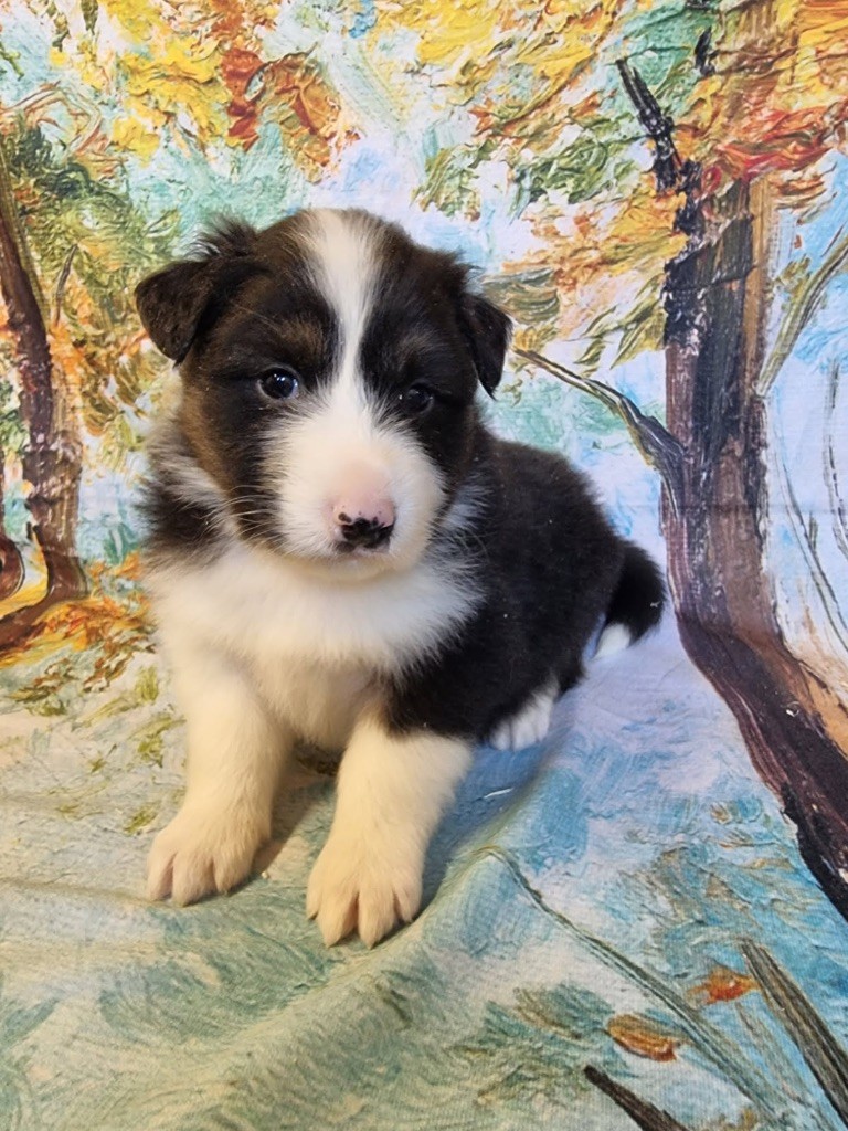 De La Combe Grande - Chiots disponibles - Berger Australien