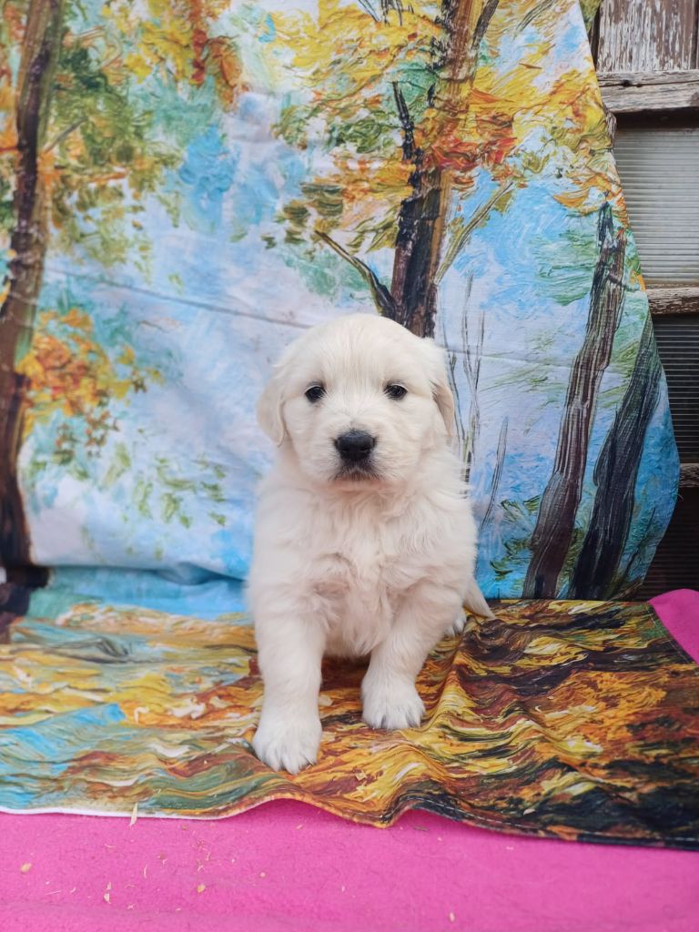 De La Combe Grande - Chiots disponibles - Golden Retriever