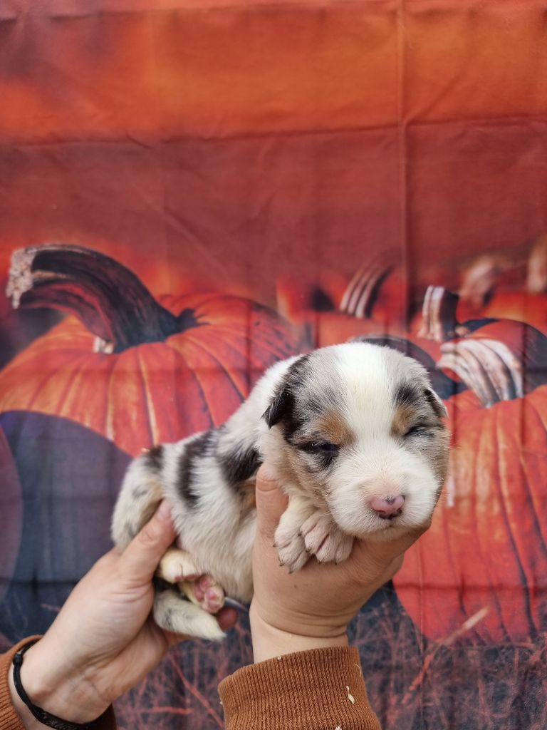 De La Combe Grande - Chiots disponibles - Berger Australien