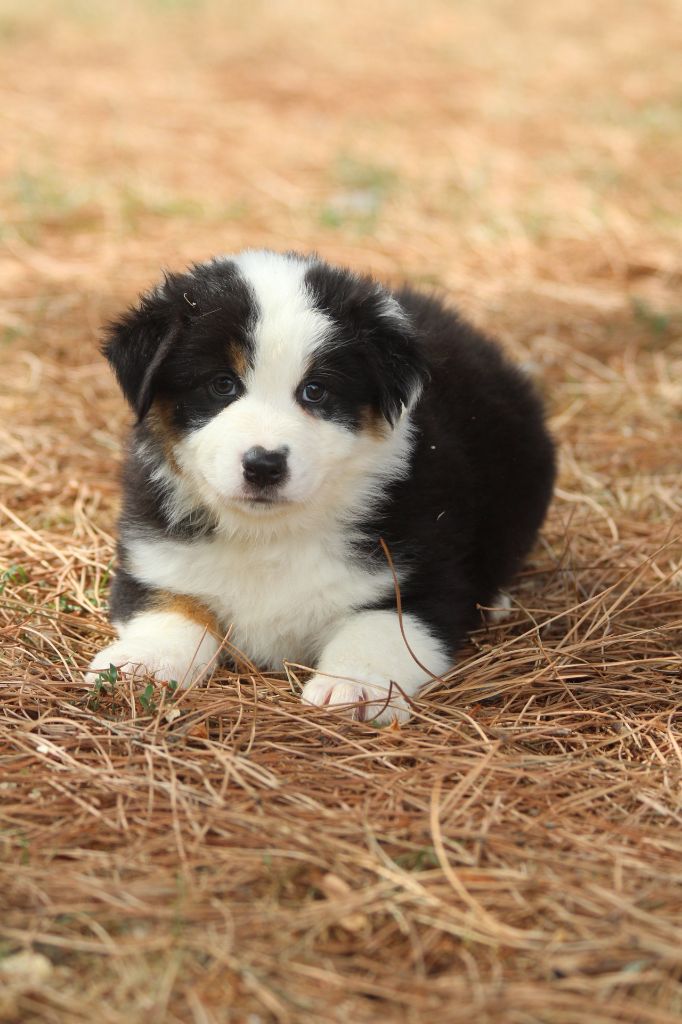 De La Combe Grande - Chiots disponibles - Berger Australien