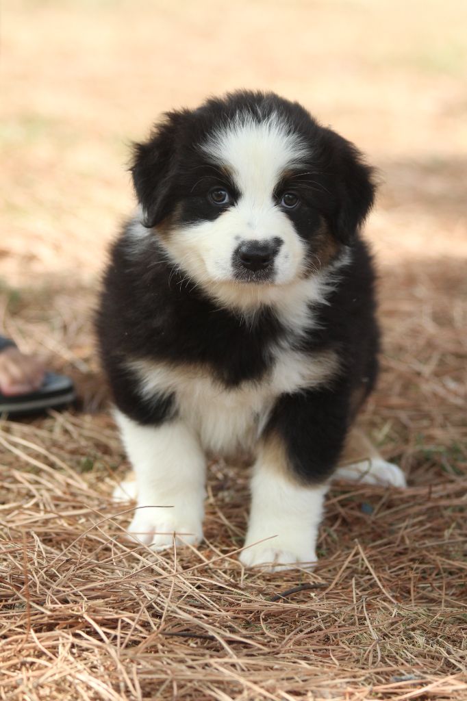 De La Combe Grande - Chiots disponibles - Berger Australien