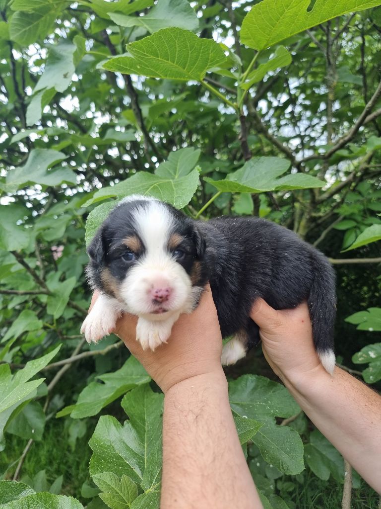 De La Combe Grande - Chiots disponibles - Berger Australien