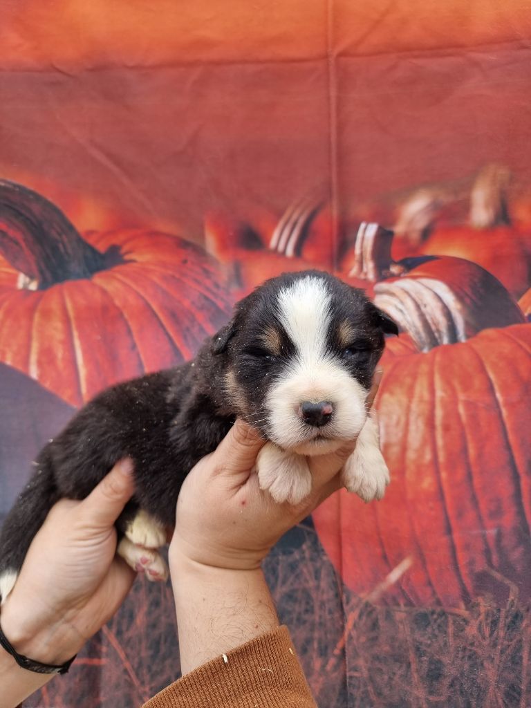 De La Combe Grande - Chiots disponibles - Berger Australien