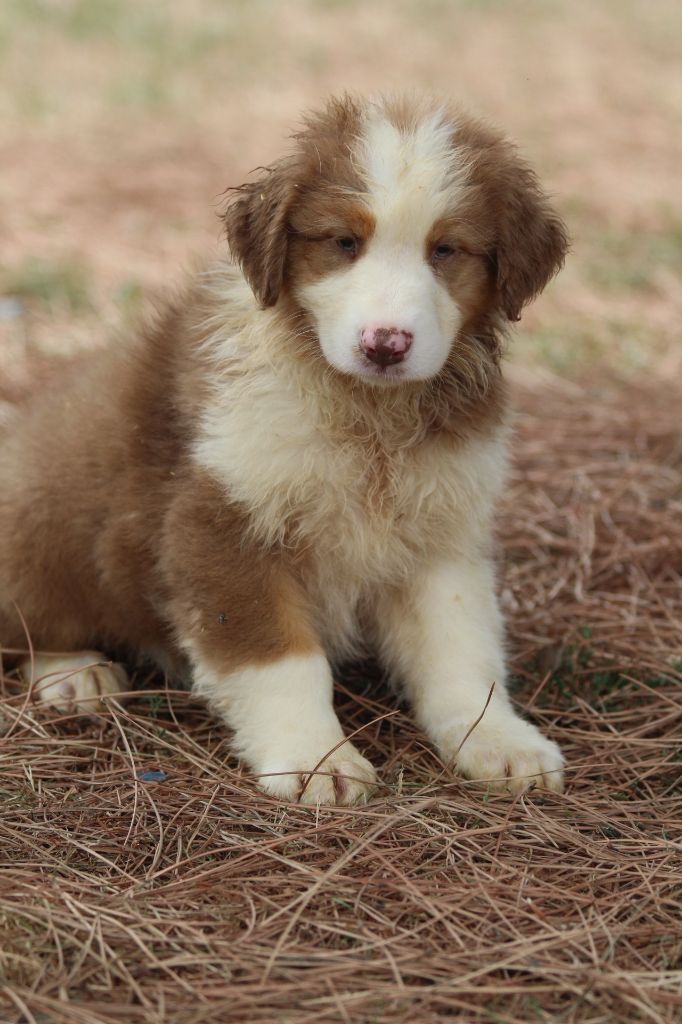 De La Combe Grande - Chiots disponibles - Berger Australien