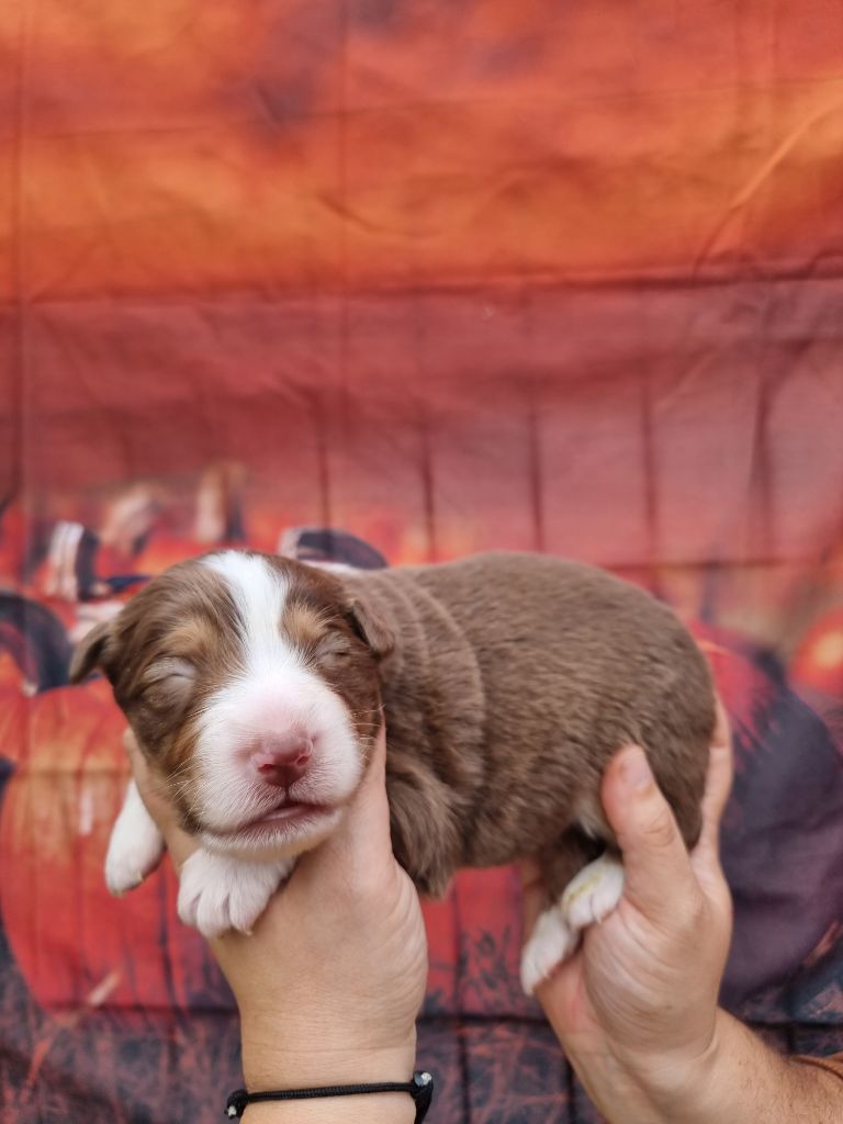 De La Combe Grande - Chiots disponibles - Berger Australien