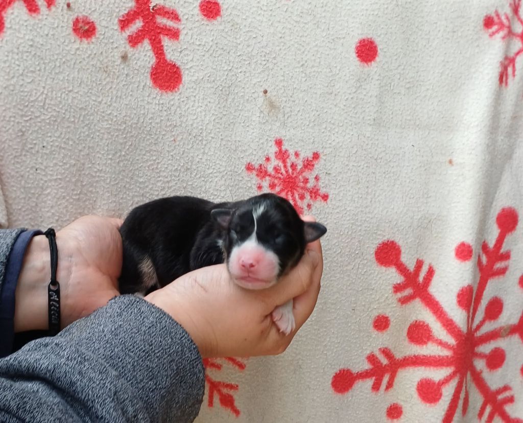 De La Combe Grande - Chiots disponibles - Berger Australien