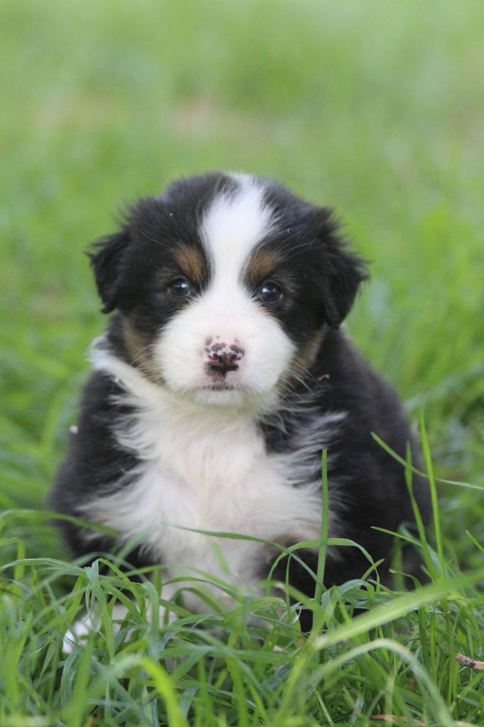 De La Combe Grande - Chiots disponibles - Berger Australien