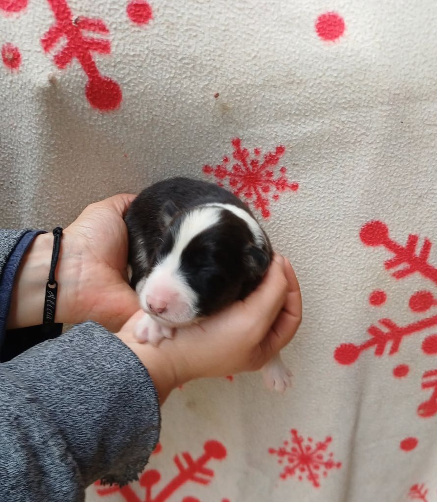 De La Combe Grande - Chiots disponibles - Berger Australien