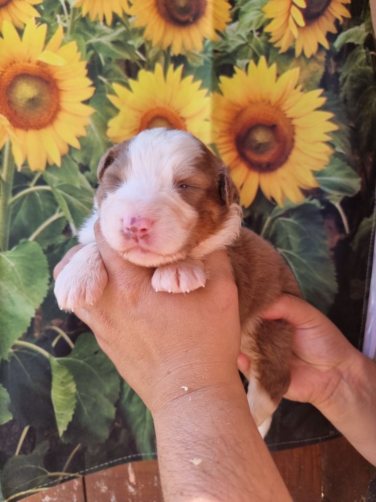 De La Combe Grande - Chiots disponibles - Berger Australien