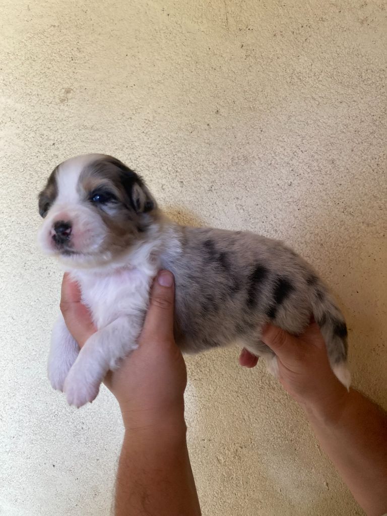 De La Combe Grande - Chiots disponibles - Berger Australien