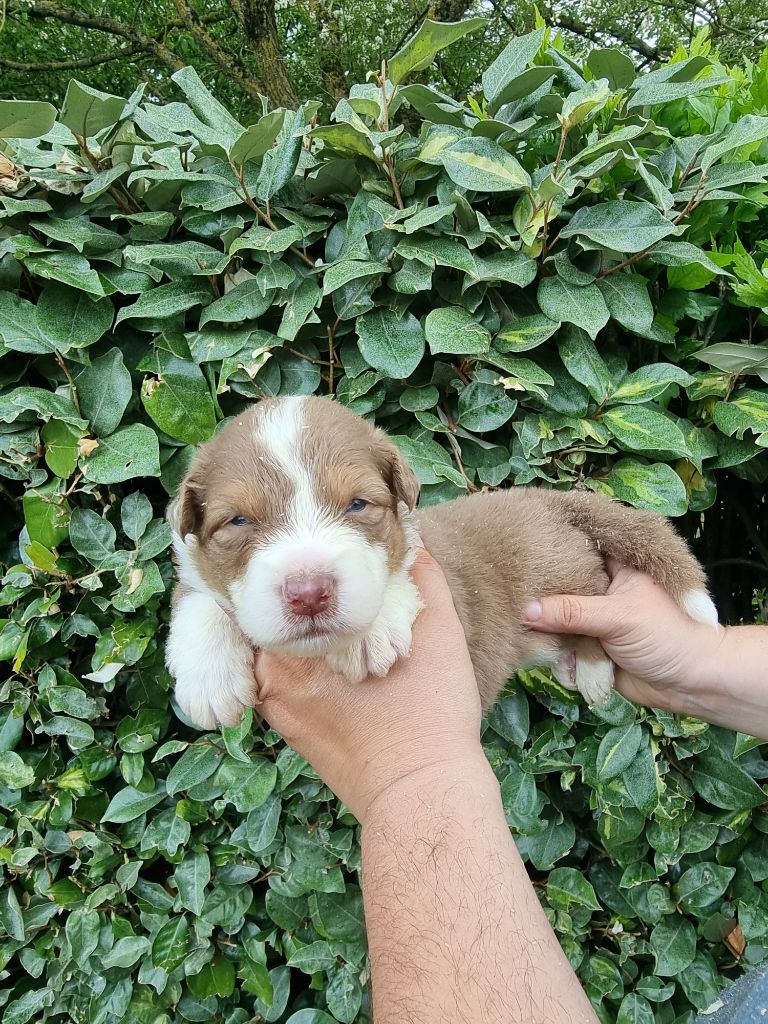 De La Combe Grande - Chiots disponibles - Berger Australien