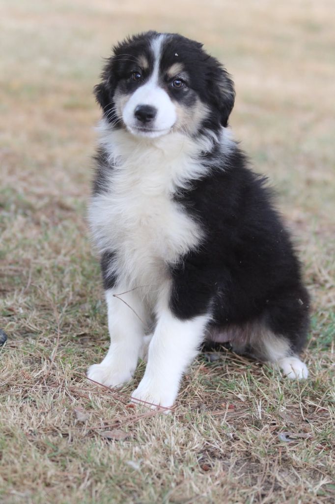 De La Combe Grande - Chiots disponibles - Berger Australien