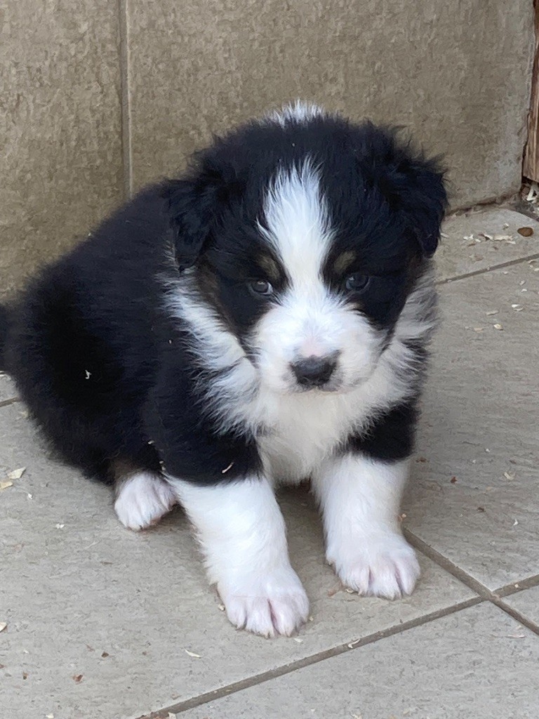 De La Combe Grande - Chiots disponibles - Berger Australien