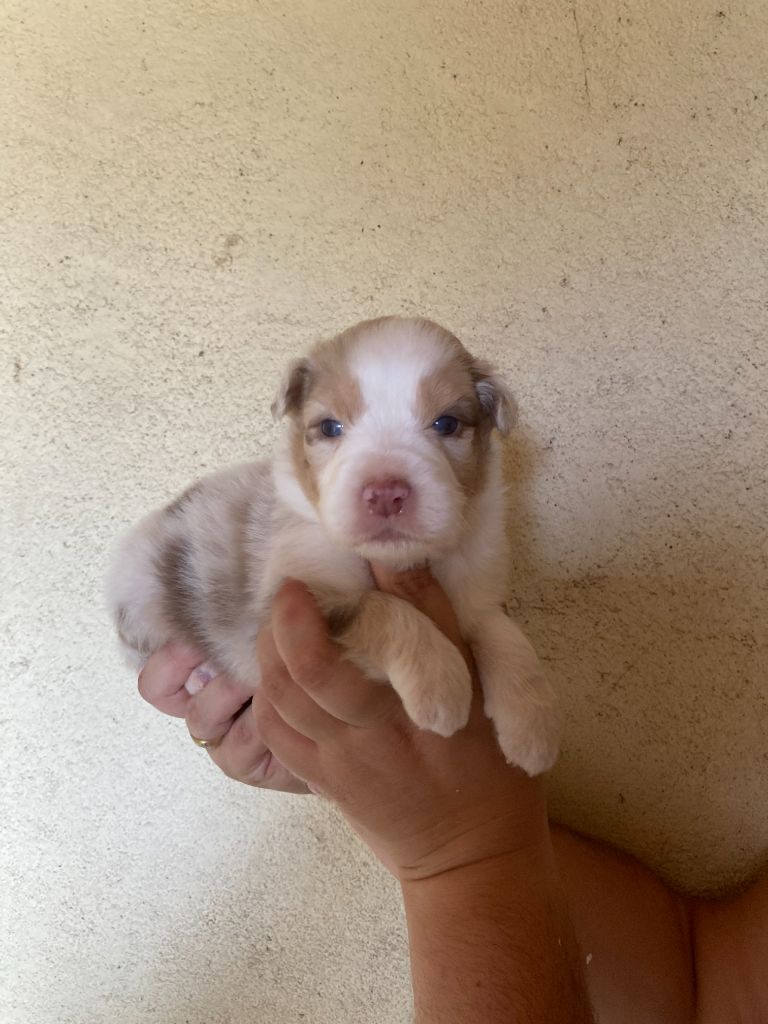 De La Combe Grande - Chiots disponibles - Berger Australien