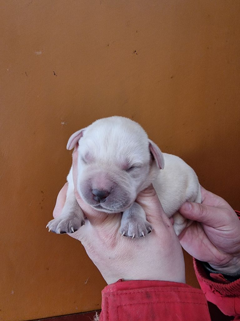 De La Combe Grande - Chiots disponibles - Golden Retriever