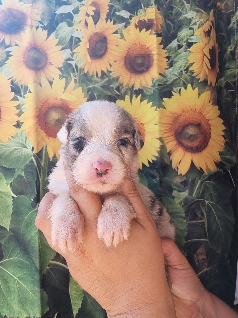 De La Combe Grande - Chiots disponibles - Berger Australien