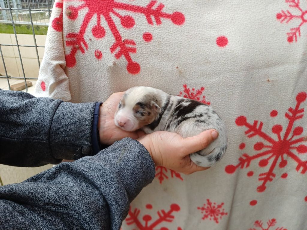 De La Combe Grande - Chiots disponibles - Berger Australien