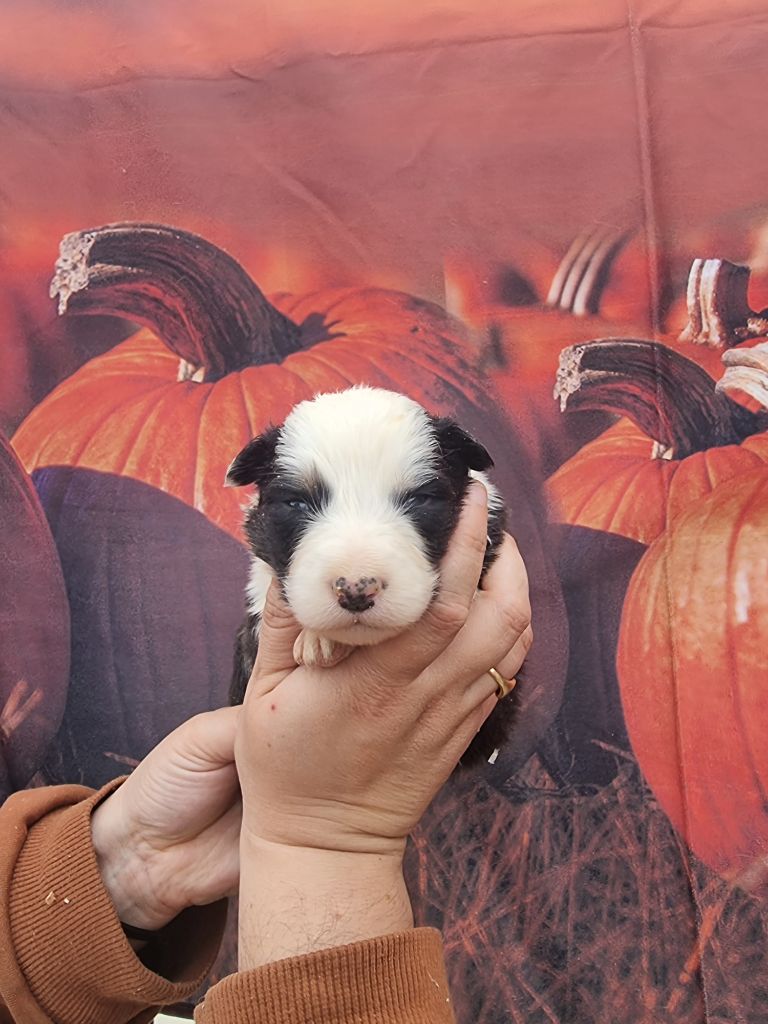 De La Combe Grande - Chiots disponibles - Berger Australien