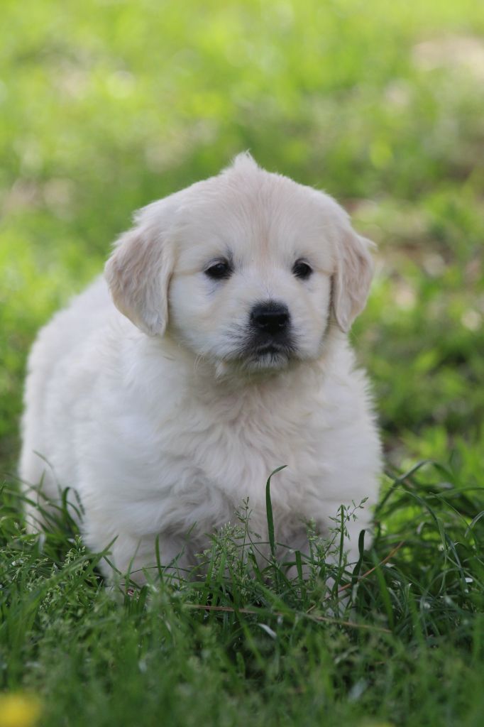 De La Combe Grande - Chiots disponibles - Golden Retriever