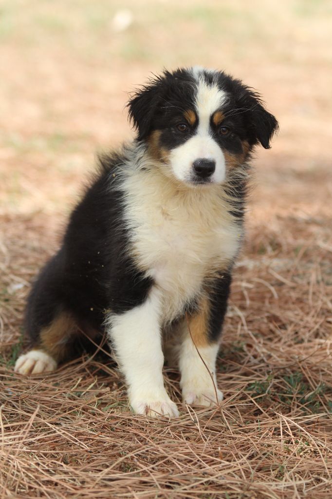 De La Combe Grande - Chiots disponibles - Berger Australien