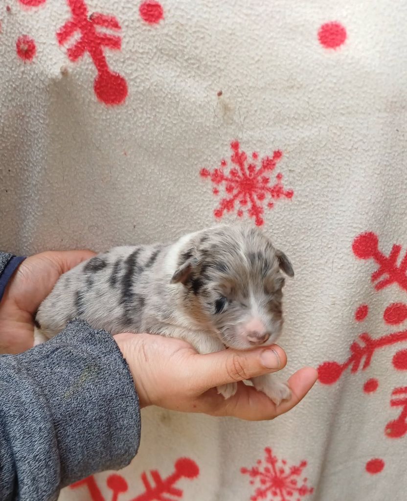 De La Combe Grande - Chiots disponibles - Berger Australien