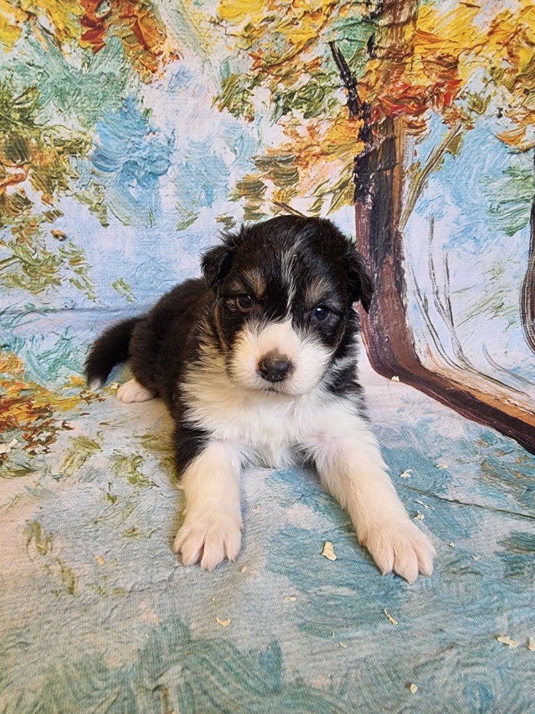 De La Combe Grande - Chiots disponibles - Berger Australien