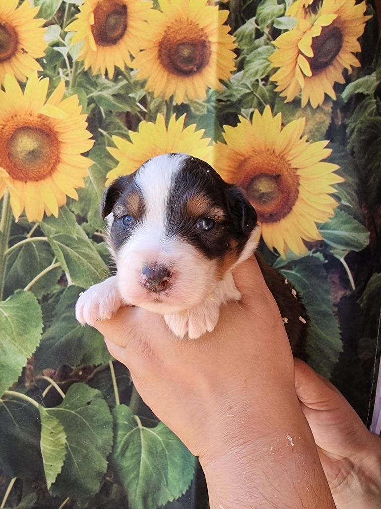 De La Combe Grande - Chiots disponibles - Berger Australien