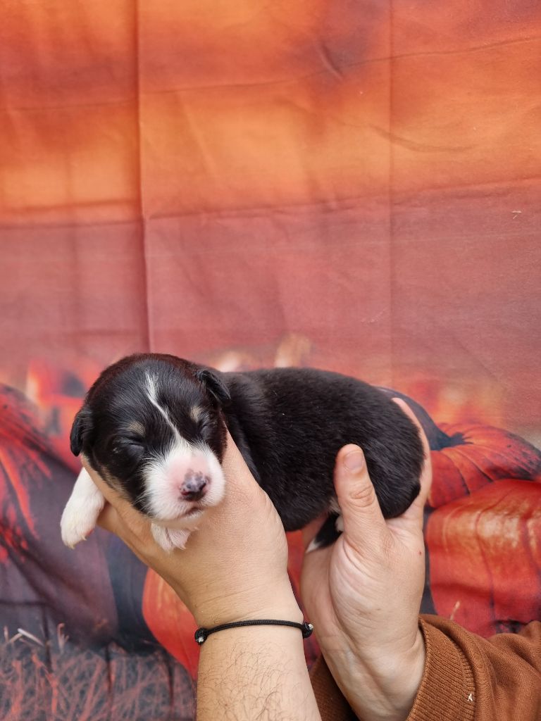 De La Combe Grande - Chiots disponibles - Berger Australien
