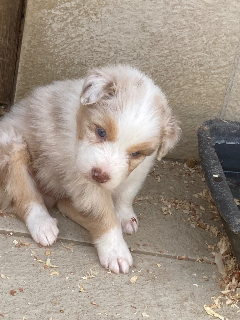 De La Combe Grande - Chiots disponibles - Berger Australien