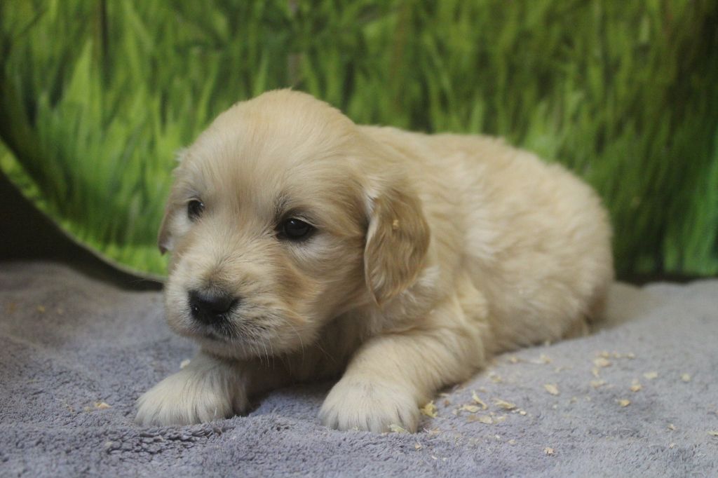 De La Combe Grande - Chiots disponibles - Golden Retriever