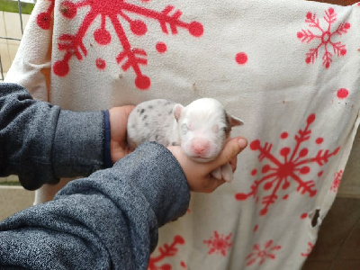 CHIOT 2