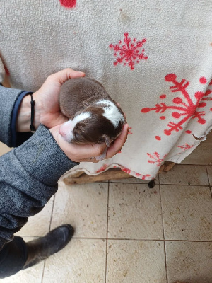 CHIOT 5