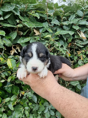 CHIOT 3