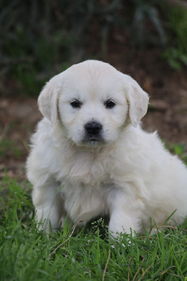 CHIOT 6