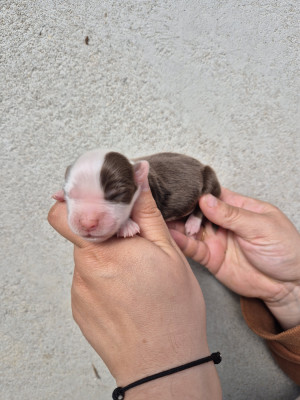 Chiot N°1