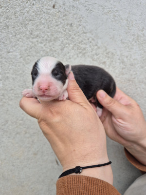 Chiot N°4