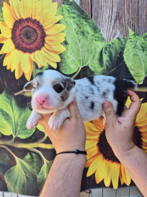 Mâle Bleu merle