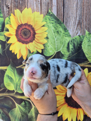 Mâle Bleu merle