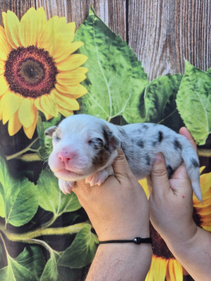 Femelle Bleu merle