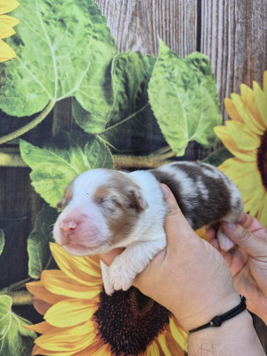 Femelle rouge merle
