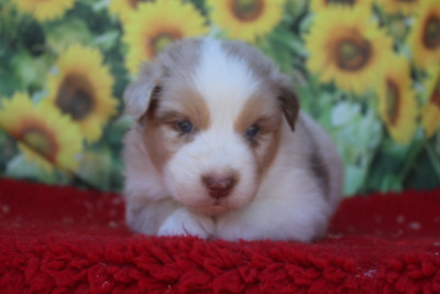Mâle rouge merle