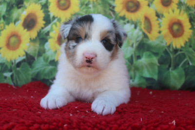 Mâle Bleu merle