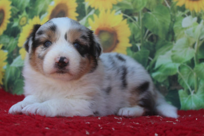 Femelle Bleu merle