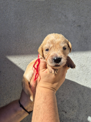 Chiot collier rouge