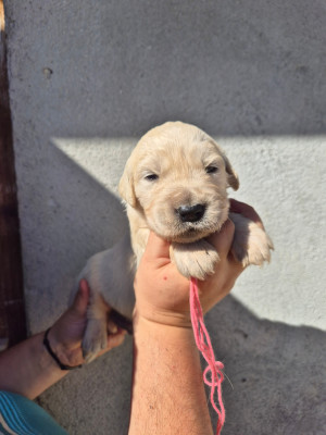 Chiot collier rose