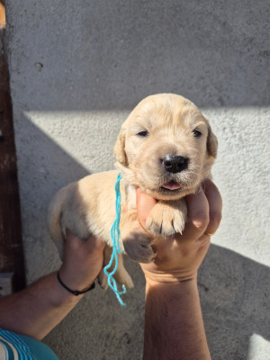 Chiot collier bleu ciel
