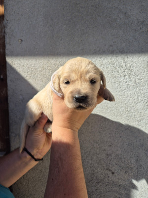 Chiot collier blanc