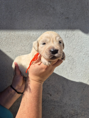 Chiot collier orange