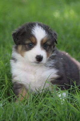 CHIOT 5